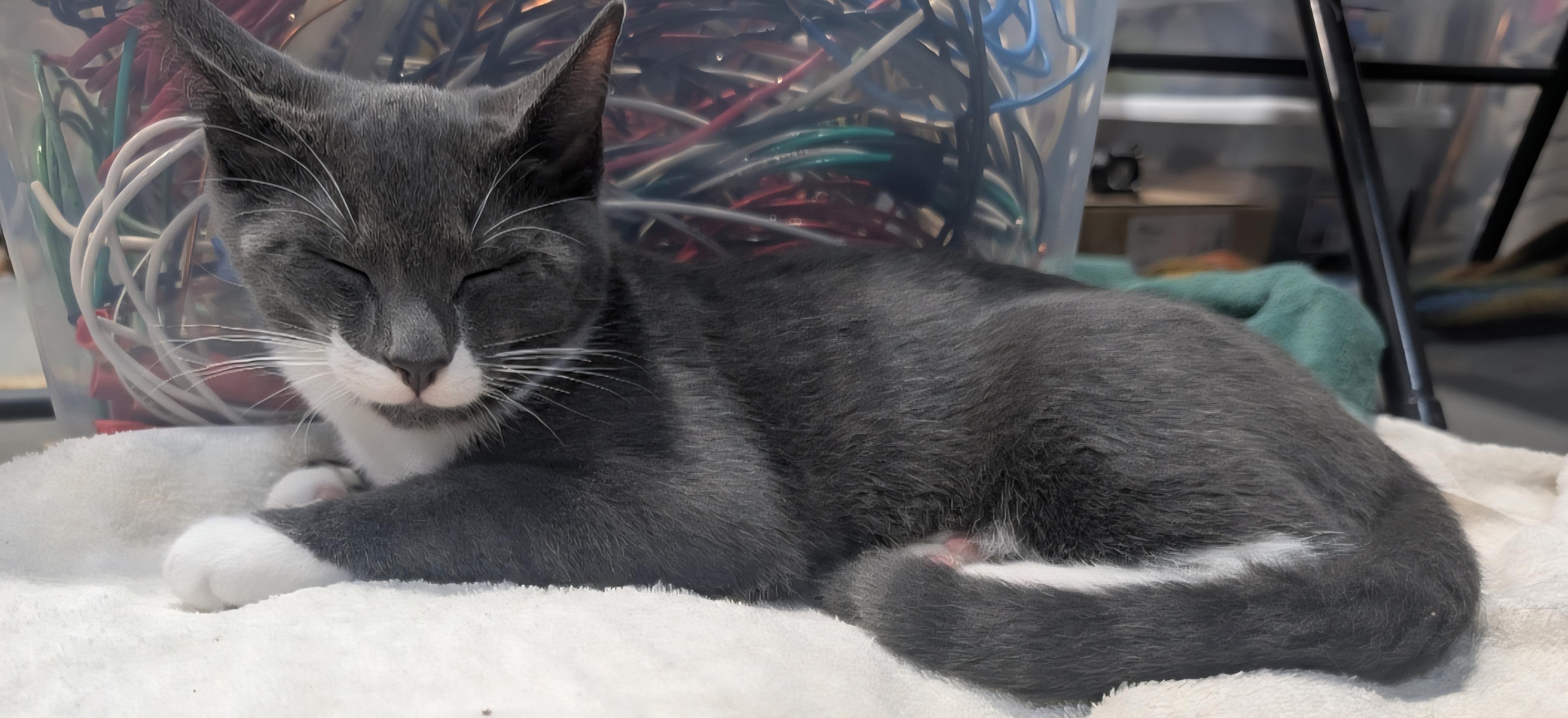 Enlarge Shadow, a Adopted Domestic Short Hair in Blaine, MN image 3/5