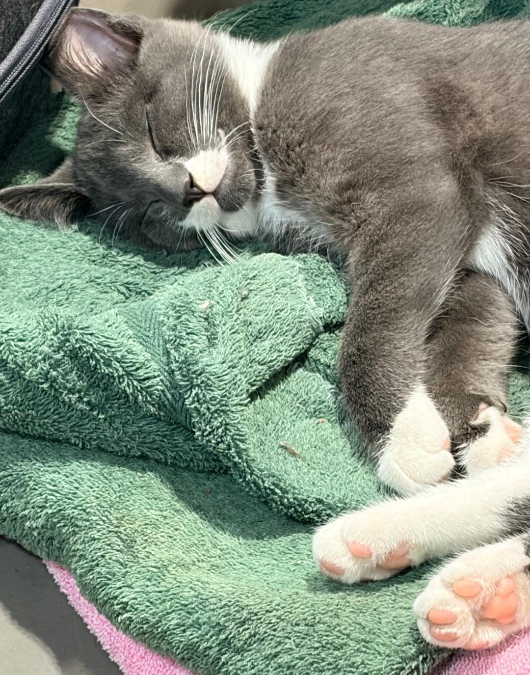 Enlarge Shadow, a Adopted Domestic Short Hair in Blaine, MN image 5/5