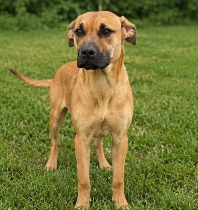 Denver, Adoptable, Young Female Boxer & Mixed Breed.