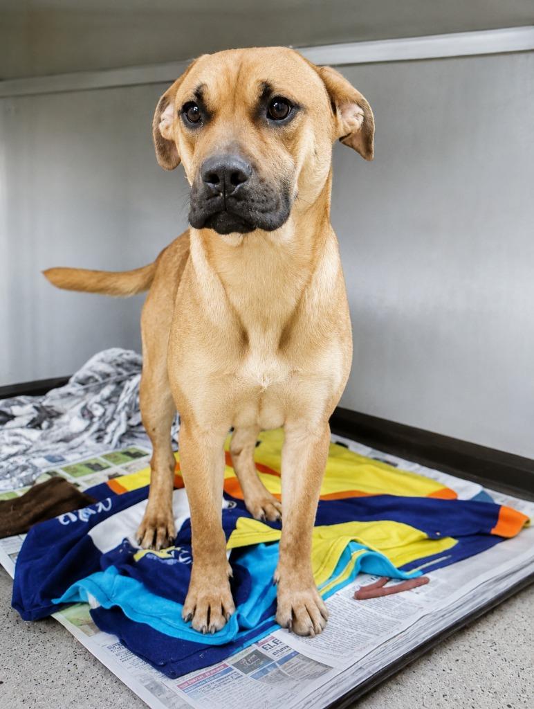 Enlarge Denver, a Adoptable mixed breed in Saint Clairsville, OH image 2/2