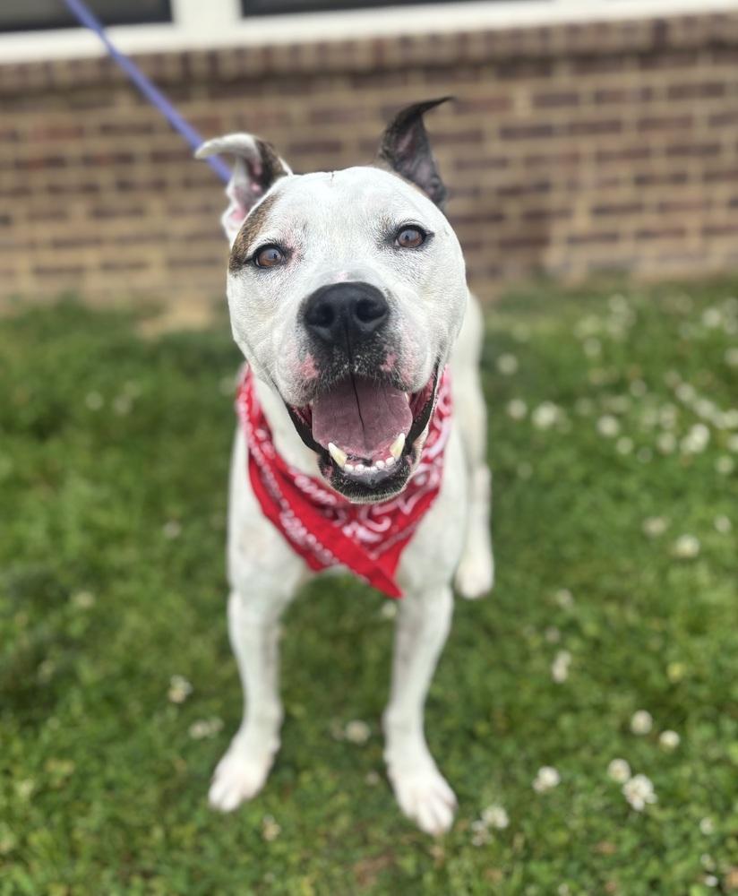 Rex, Adoptable, Adult Male Pit Bull Terrier.