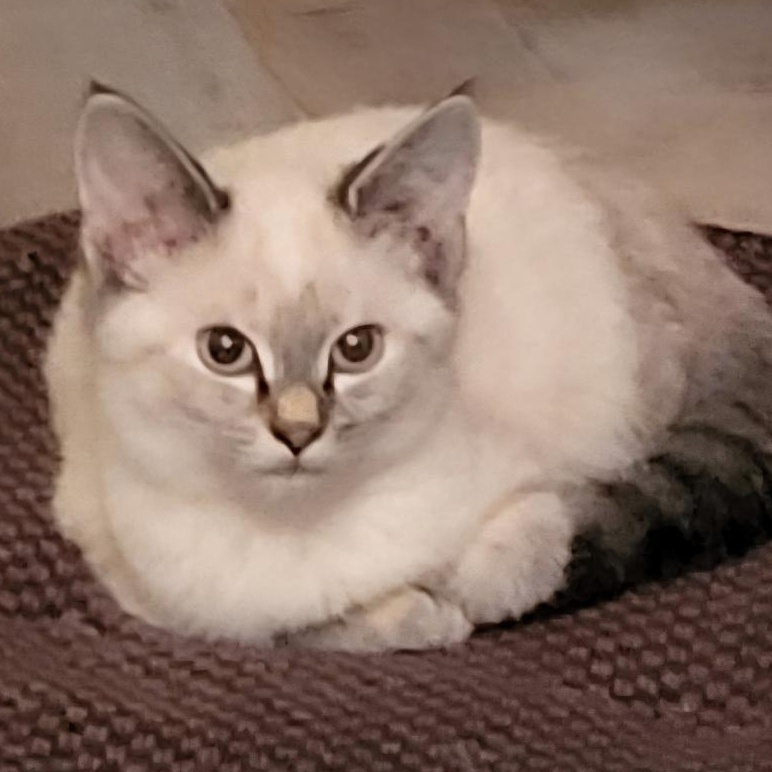 Aria, an adopted Siamese in Gastonia, NC image 4/5