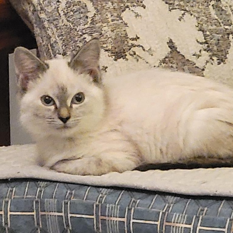 Aria, an adopted Siamese in Gastonia, NC image 2/5
