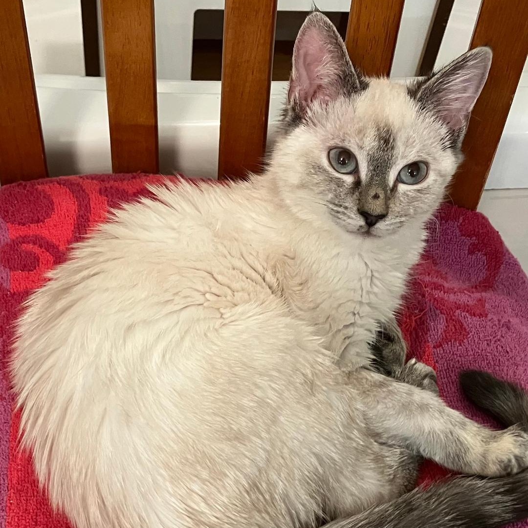 Aria, an adopted Siamese in Gastonia, NC image 1/5