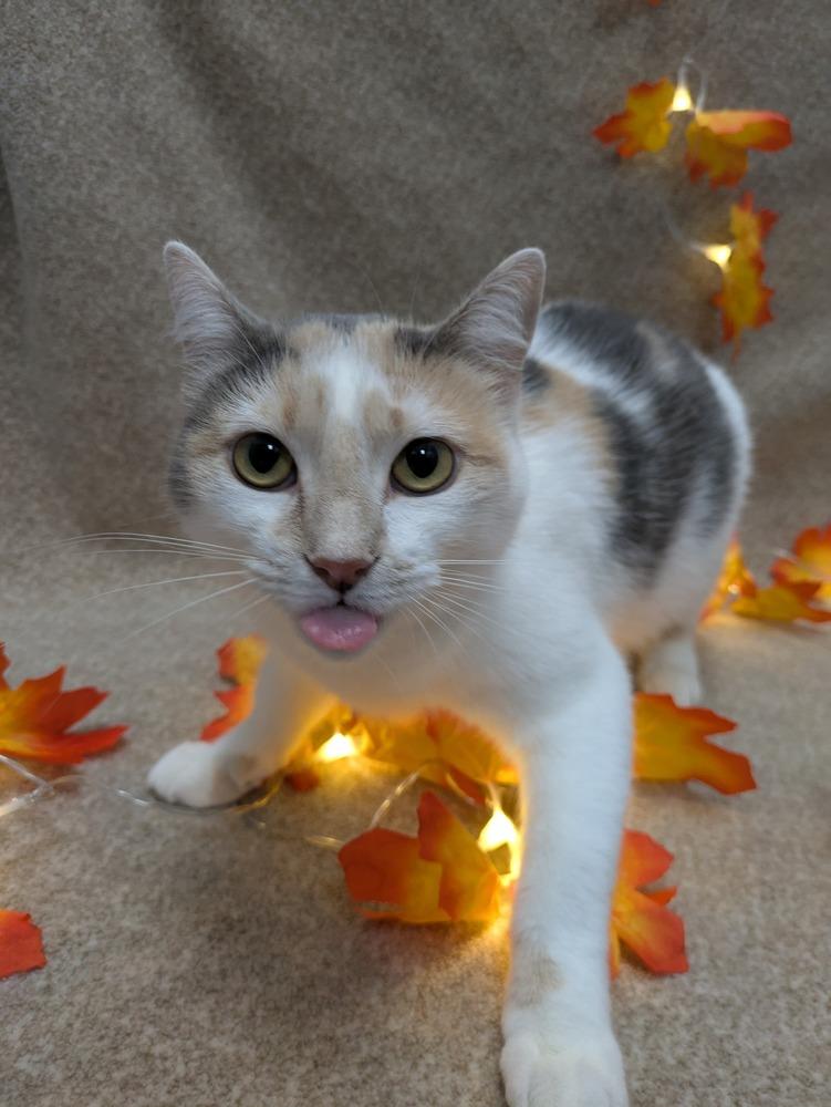 Enlarge Phantomina, a Adoptable Domestic Short Hair in Raleigh, NC image 1/3