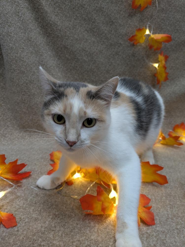 Enlarge Phantomina, a Adoptable Domestic Short Hair in Raleigh, NC image 2/3