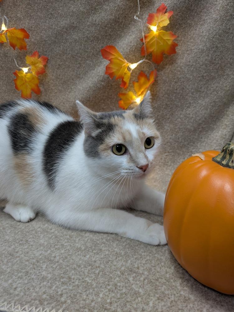 Enlarge Phantomina, a Adoptable Domestic Short Hair in Raleigh, NC image 3/3