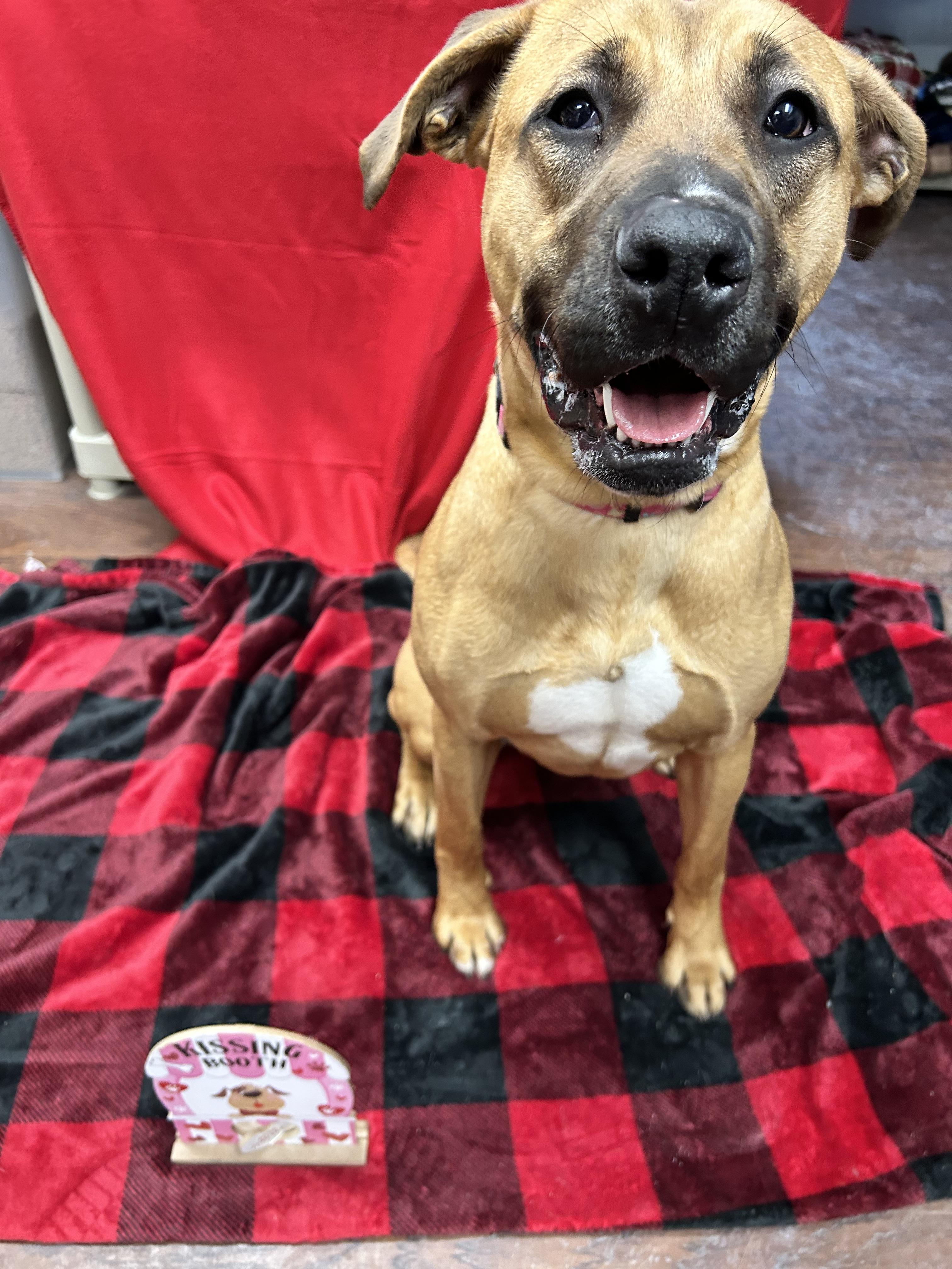 Enlarge Blizzy , a ADOPTABLE mixed breed in Howes Cave, NY image 3/4