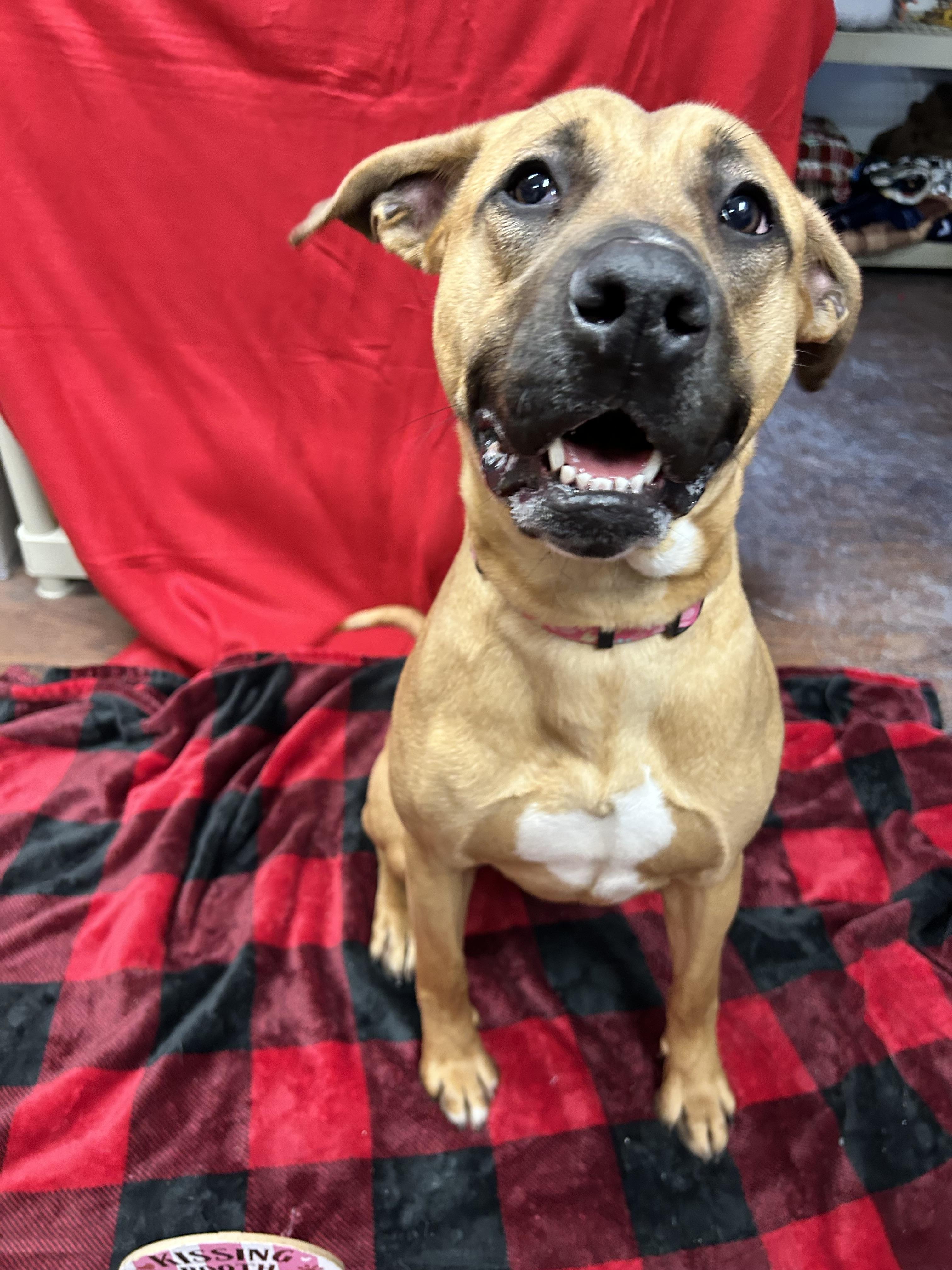 Enlarge Blizzy , a ADOPTABLE mixed breed in Howes Cave, NY image 4/4