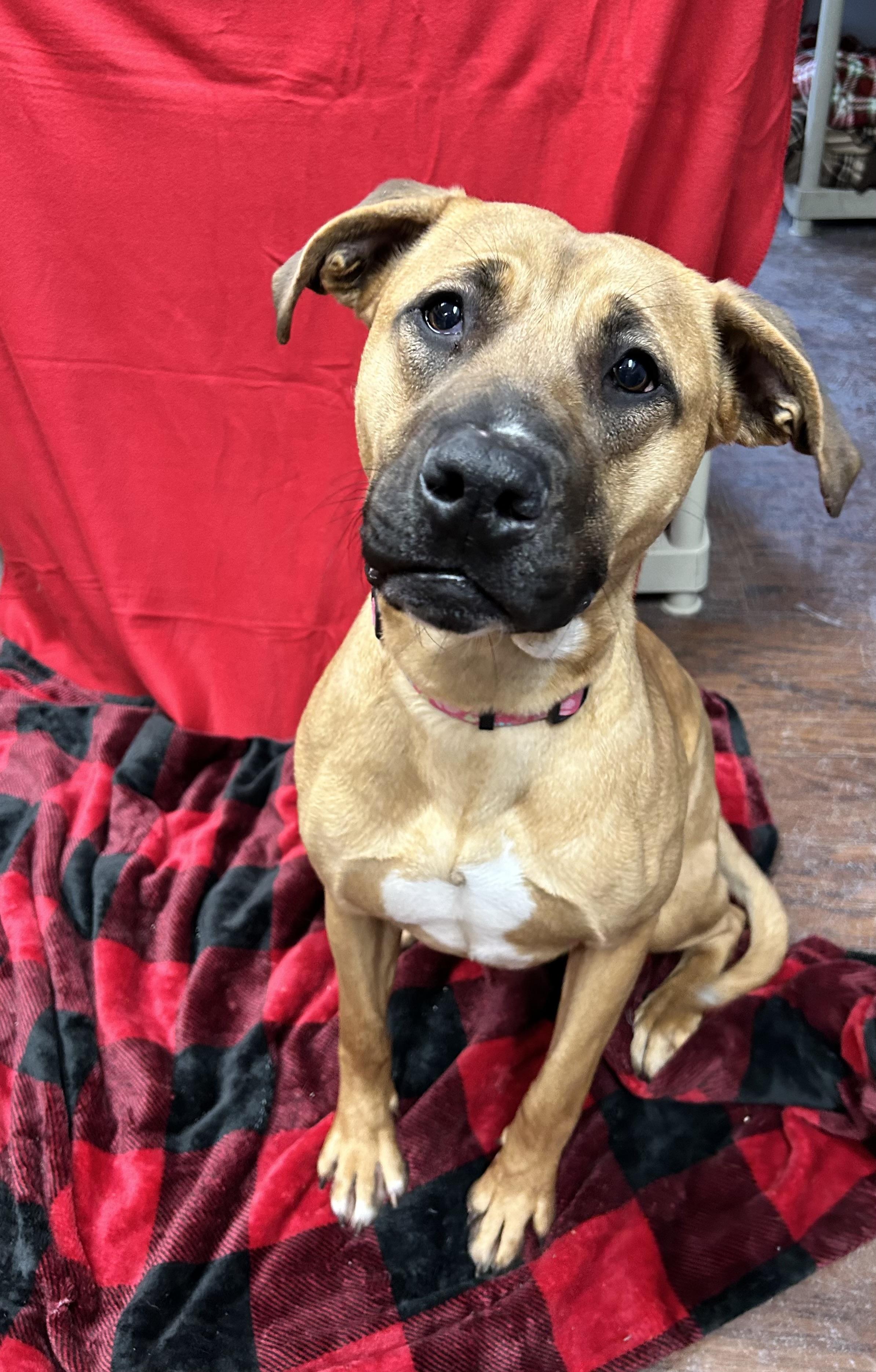 Enlarge Blizzy , a ADOPTABLE mixed breed in Howes Cave, NY image 2/4