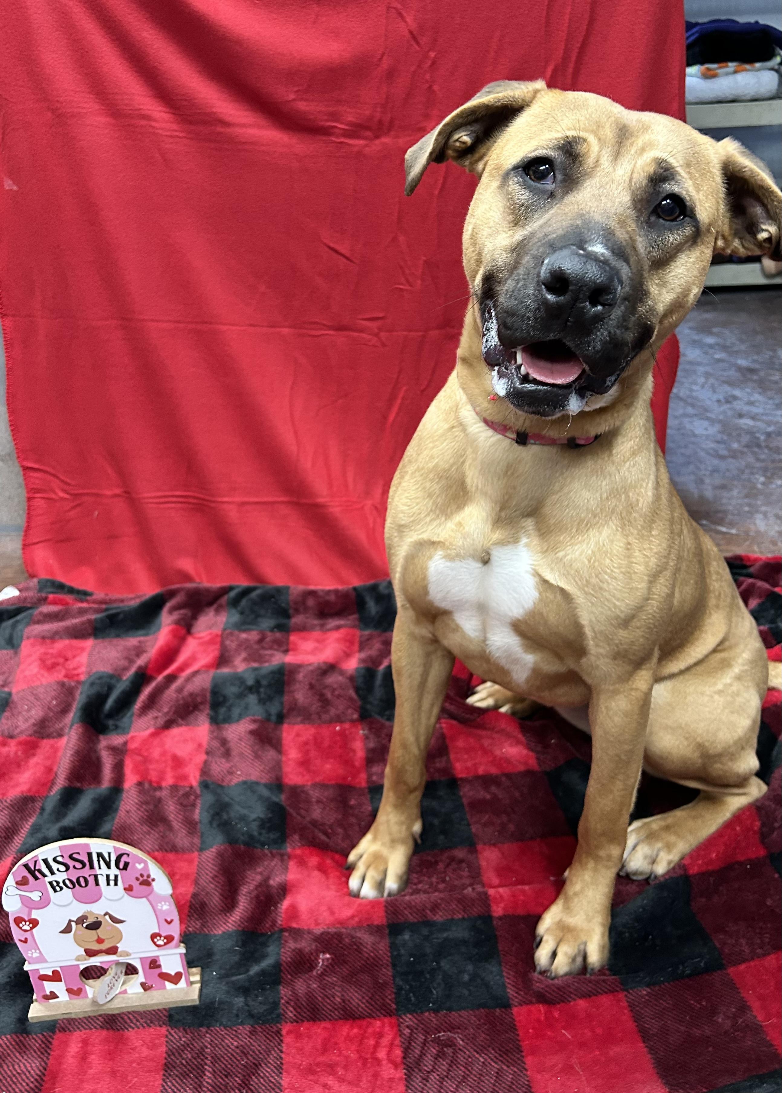 Blizzy , ADOPTABLE, Adult Female Black Mouth Cur.