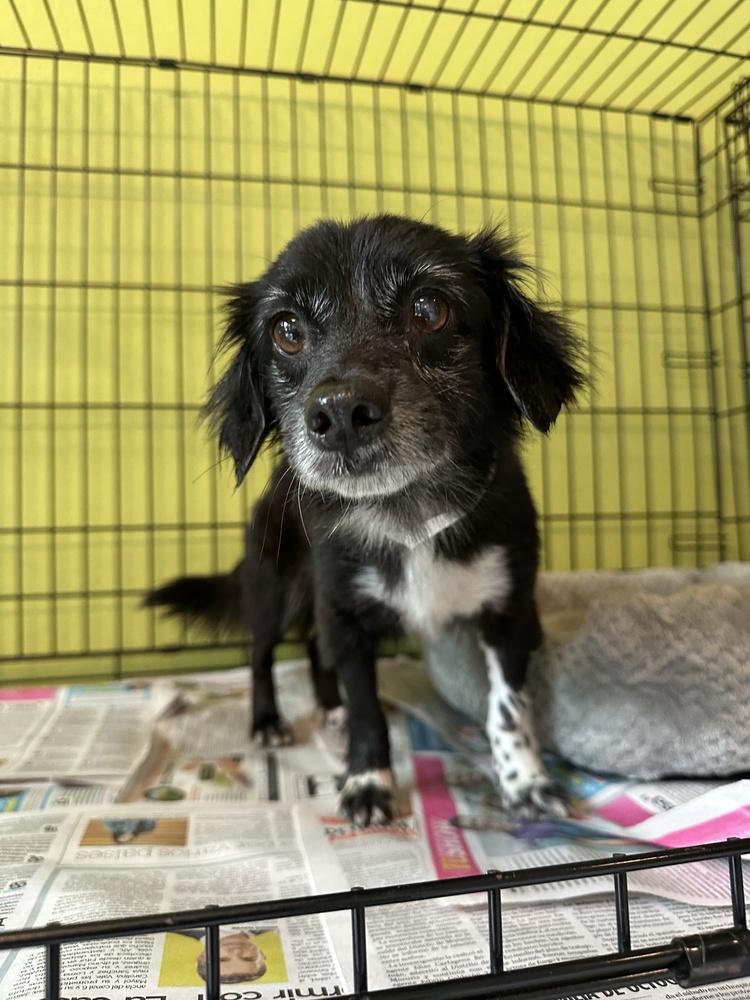 Oreo, Adoptable, Adult Male Chihuahua & Dachshund.