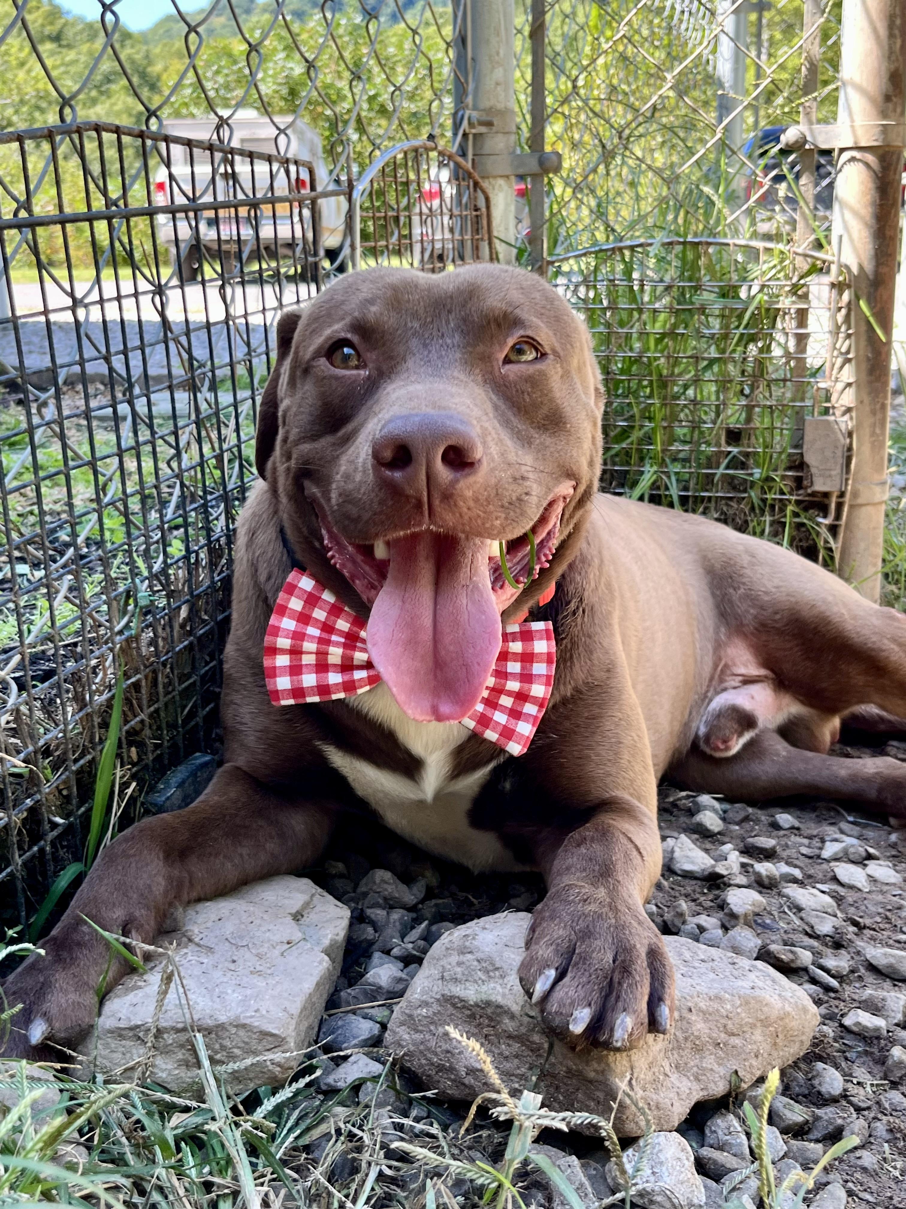 Enlarge Donnie, a Adoptable mixed breed in Fayetteville, WV image 1/3