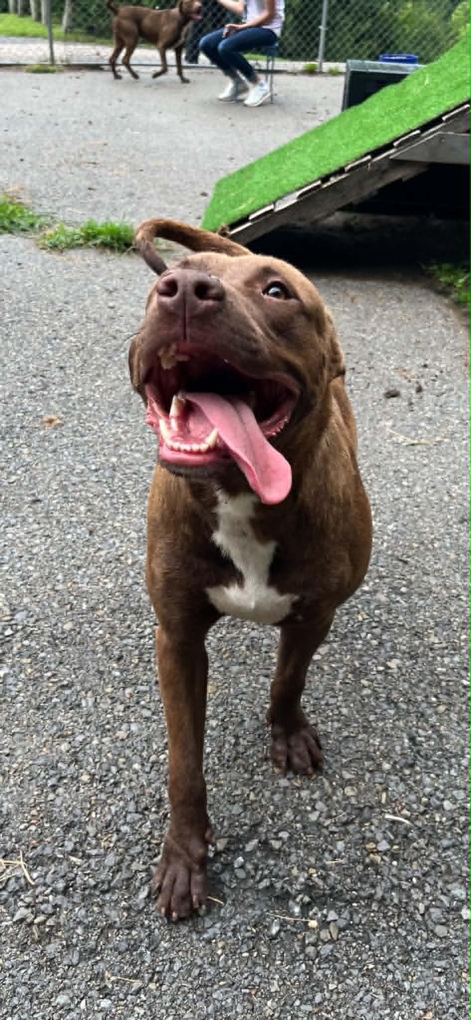 Donnie, Adoptable, Adult Male Pit Bull Terrier.