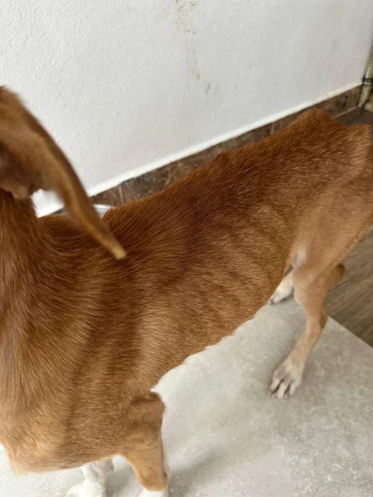 Goldie — thumbnail 4