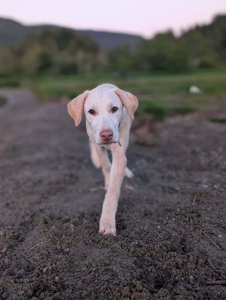 Mason, Adoptable, Puppy Male Catahoula Leopard Dog.
