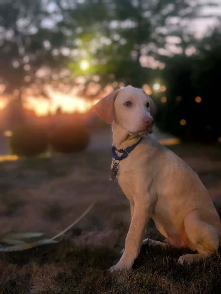 Mason, a Adoptable mixed breed in Bellingham, WA image 3/4