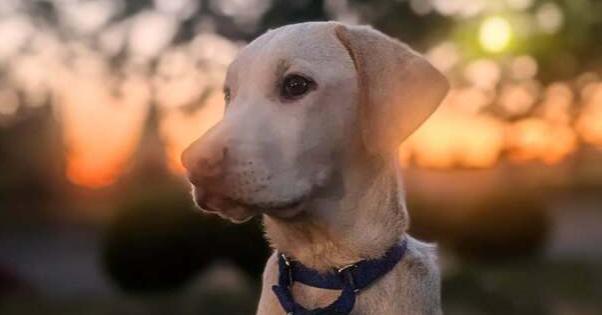 Mason, a Adoptable mixed breed in Bellingham, WA image 4/4