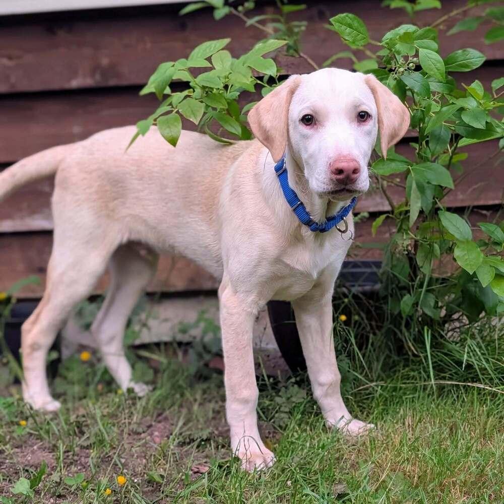 Mason, a Adoptable mixed breed in Bellingham, WA image 3/4