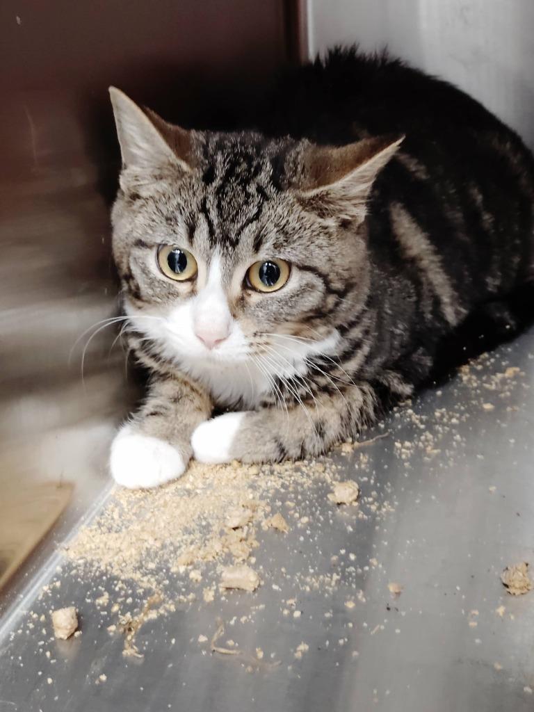 Meg, Adoptable, Young Female Domestic Short Hair.