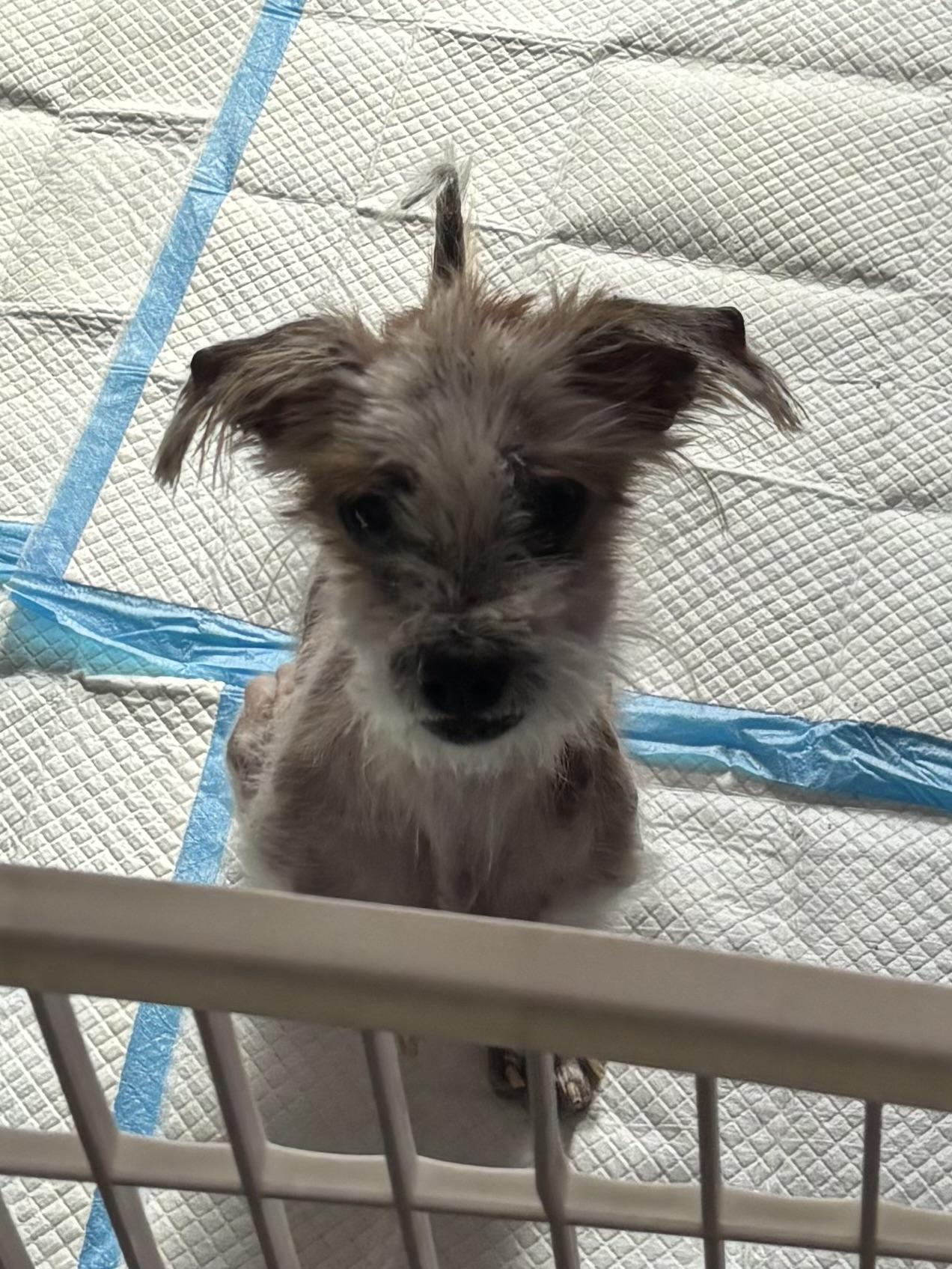 Enlarge Linus (PA) medical hold, a Adoptable mixed breed in Lock Haven, PA image 1/3