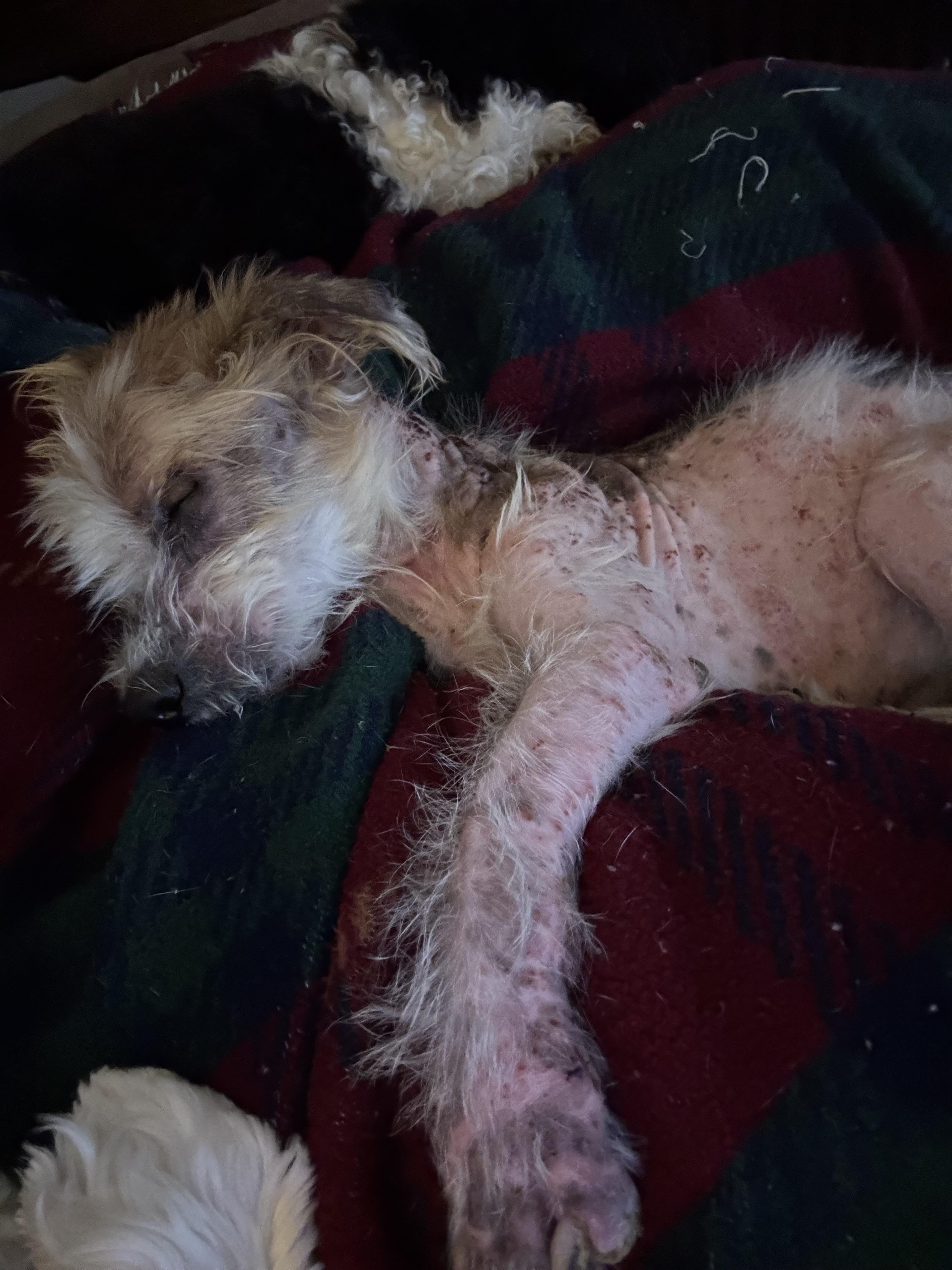 Enlarge Linus (PA) medical hold, a Adoptable mixed breed in Lock Haven, PA image 2/3