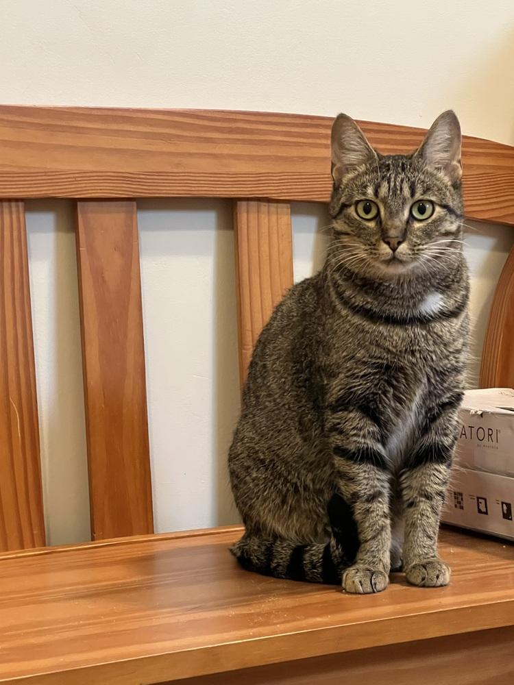 Enlarge Emi K, a Adoptable Tabby in Cary, NC image 1/3
