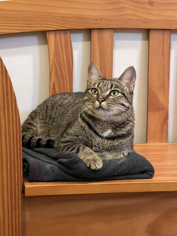 Enlarge Emi K, a Adoptable Tabby in Cary, NC image 2/3
