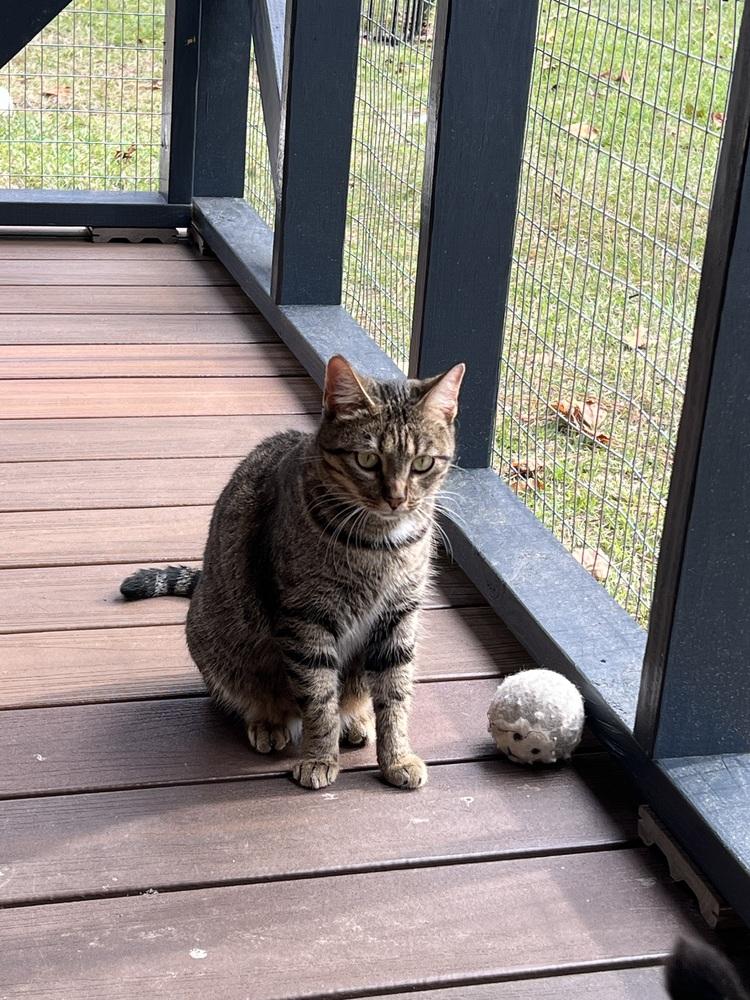 Enlarge Emi K, a Adoptable Tabby in Cary, NC image 3/3