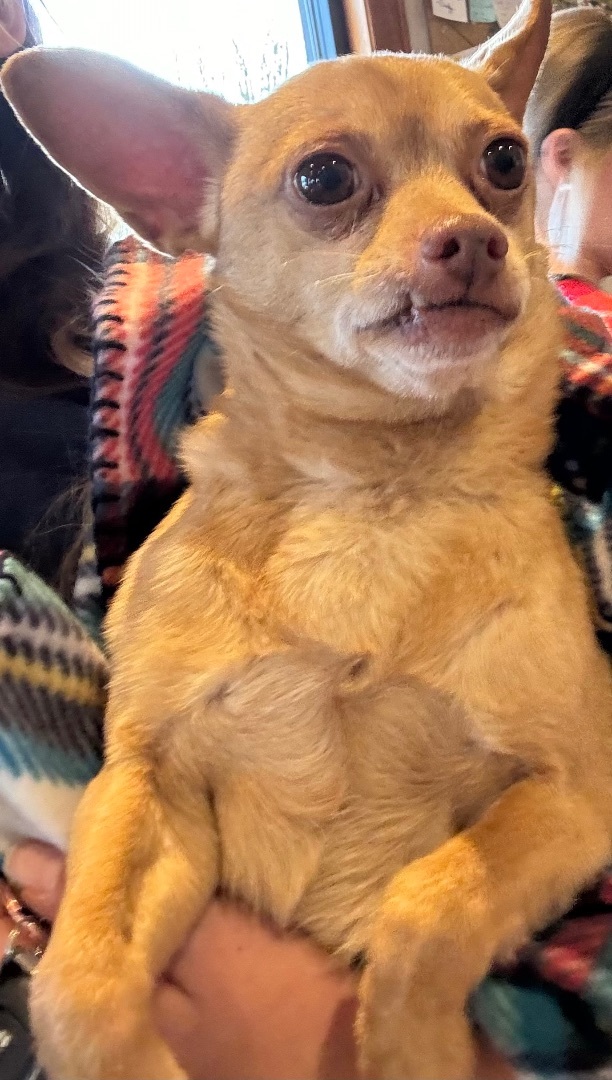 Queso, Adopted, Adult Male Mixed Breed.