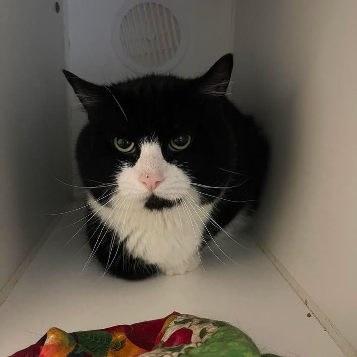 Enlarge Mandarin, a ADOPTABLE Domestic Short Hair in Winthrop, ME image 1/1