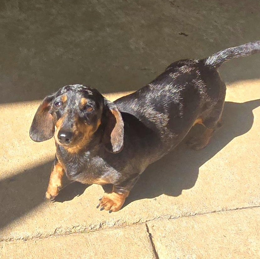 ANN, an adopted Miniature Dachshund in Athens, AL image 1/6