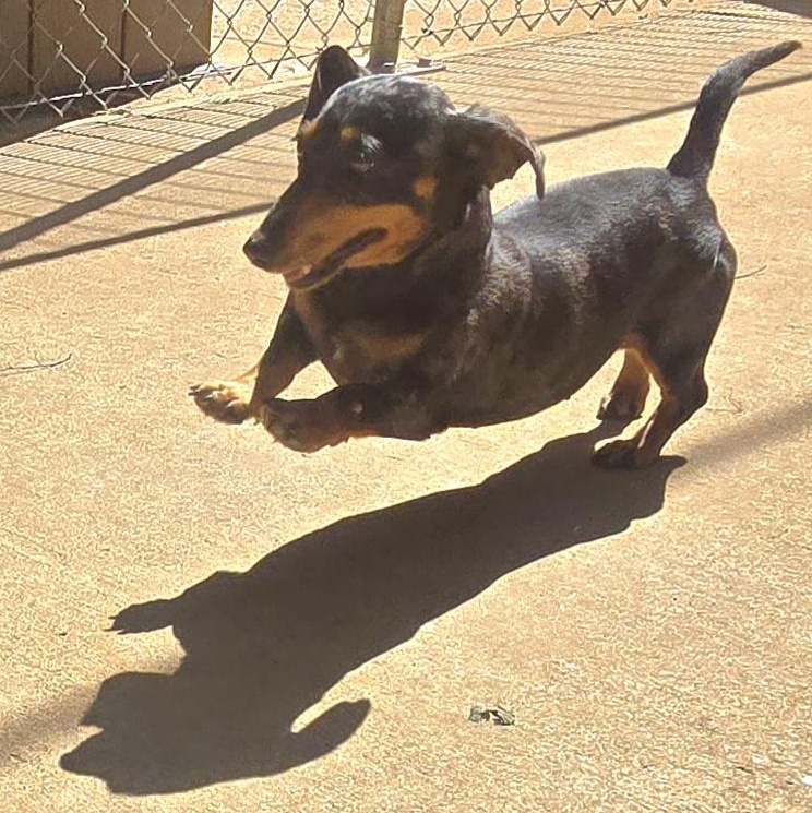 ANN, an adopted Miniature Dachshund in Athens, AL image 6/6