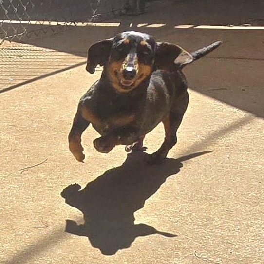 ANN, an adopted Miniature Dachshund in Athens, AL image 5/6
