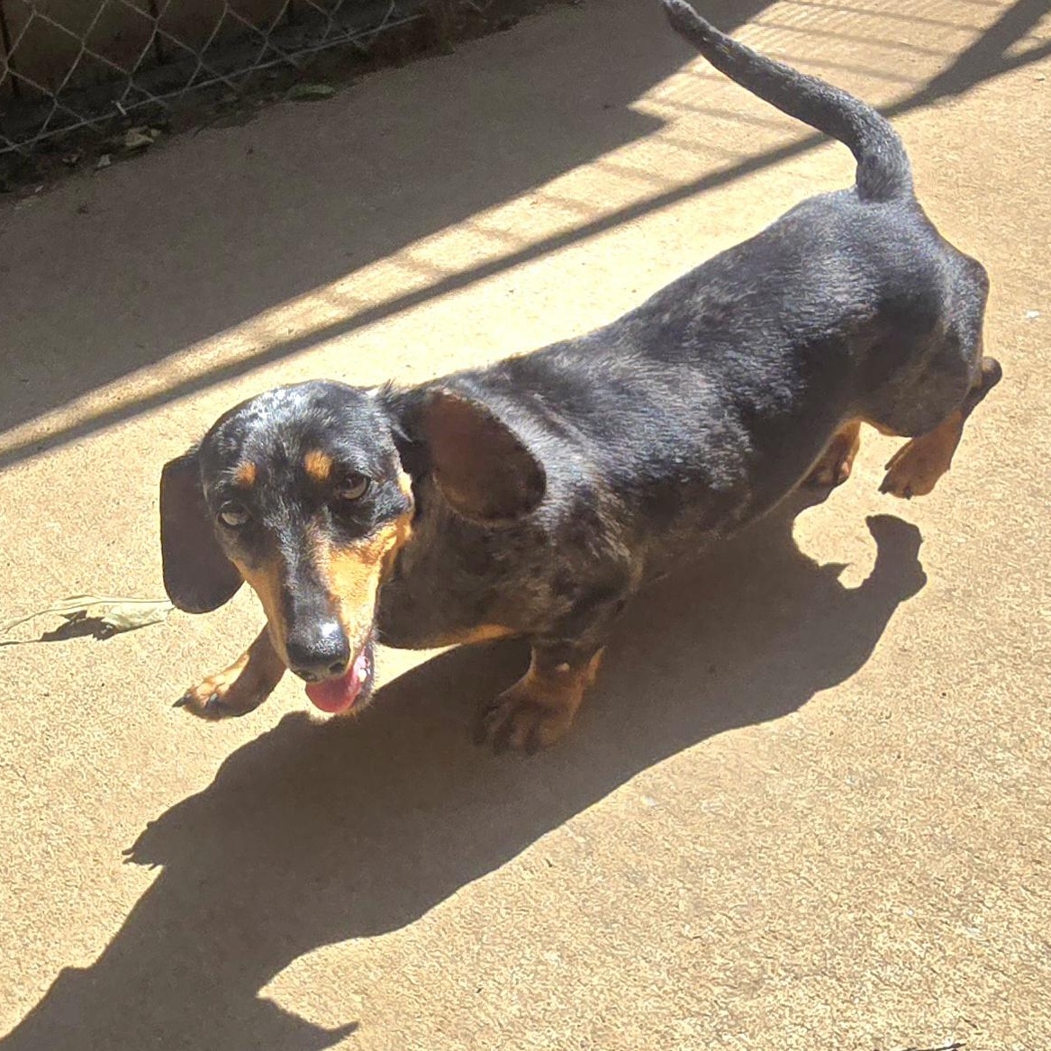 ANN, an adopted Miniature Dachshund in Athens, AL image 4/6