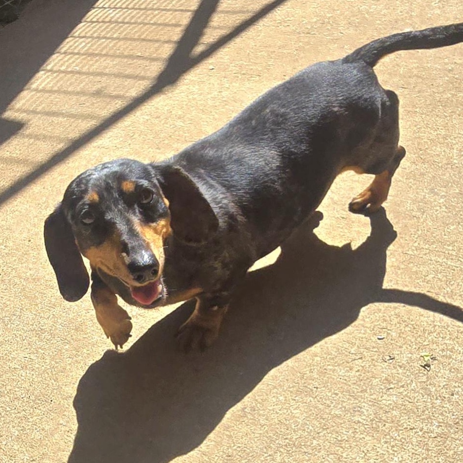ANN, an adopted Miniature Dachshund in Athens, AL image 3/6