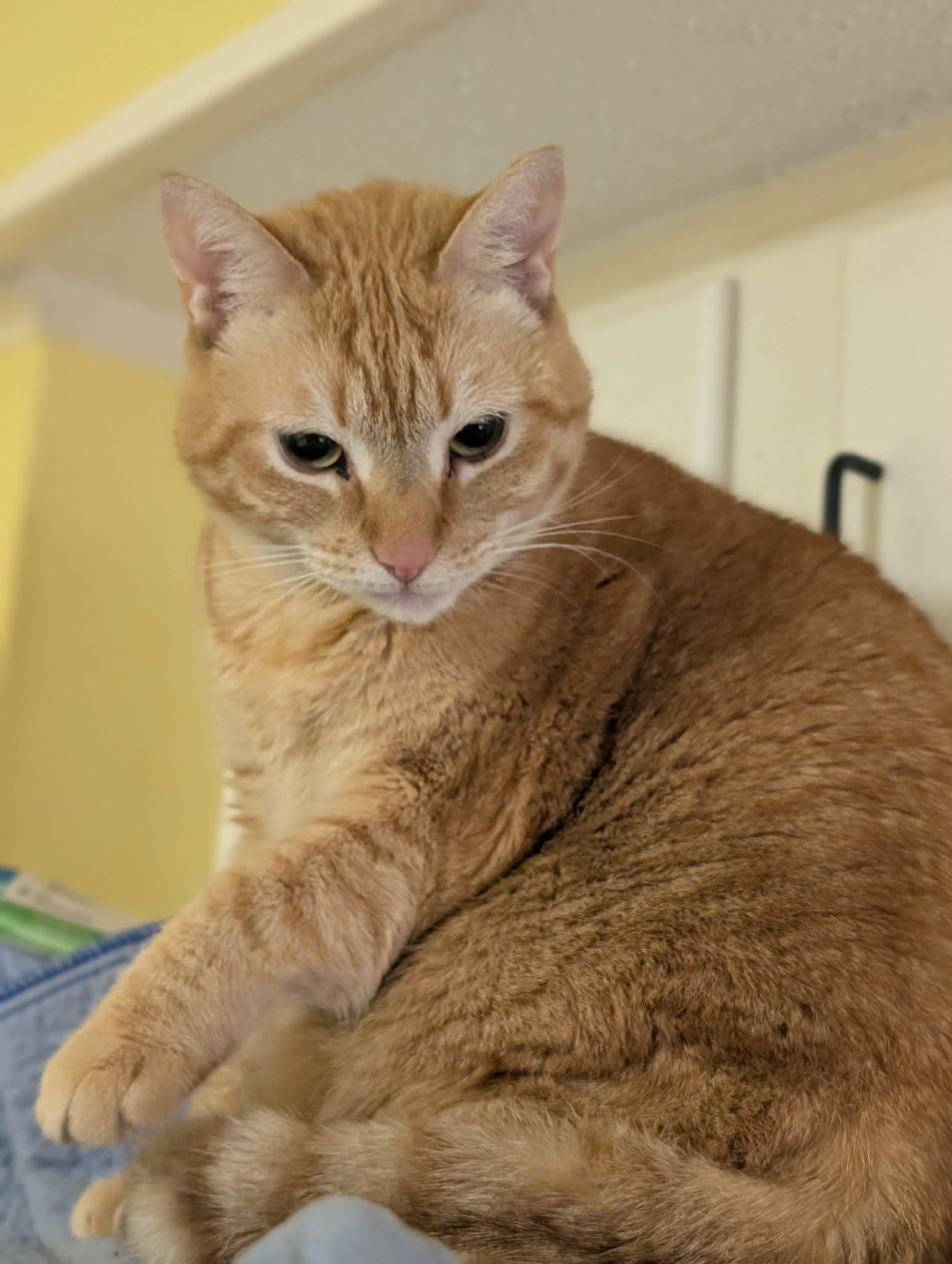 Enlarge Squeaky , a Adoptable Domestic Short Hair in Trinity, NC image 2/3