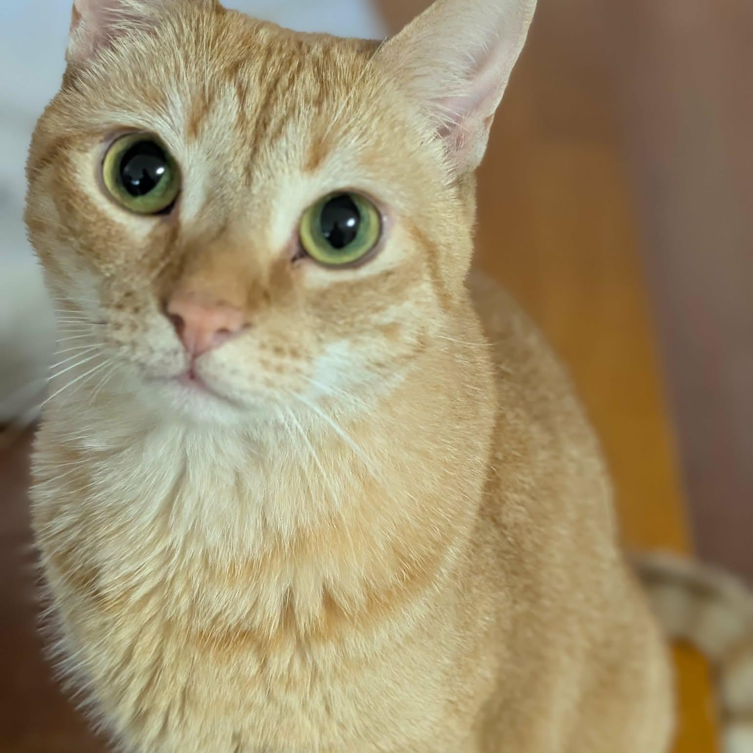 Enlarge Squeaky , a Adoptable Domestic Short Hair in Trinity, NC image 3/3