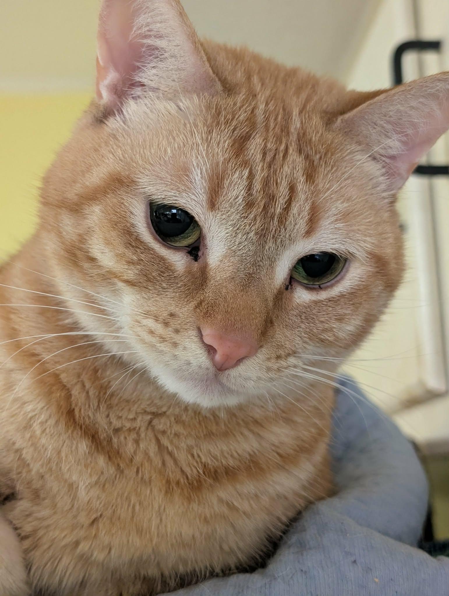Squeaky , ADOPTABLE, Young Female Domestic Short Hair.