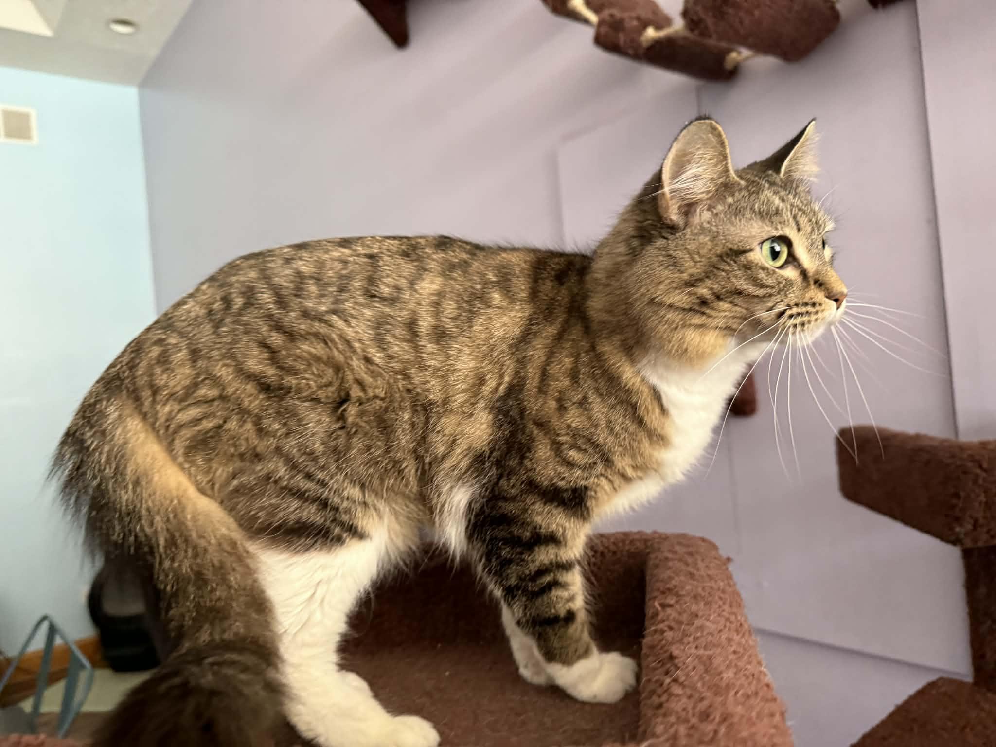 Enlarge Darla (cat café) , a ADOPTABLE Domestic Medium Hair in West Lafayette, IN image 3/6