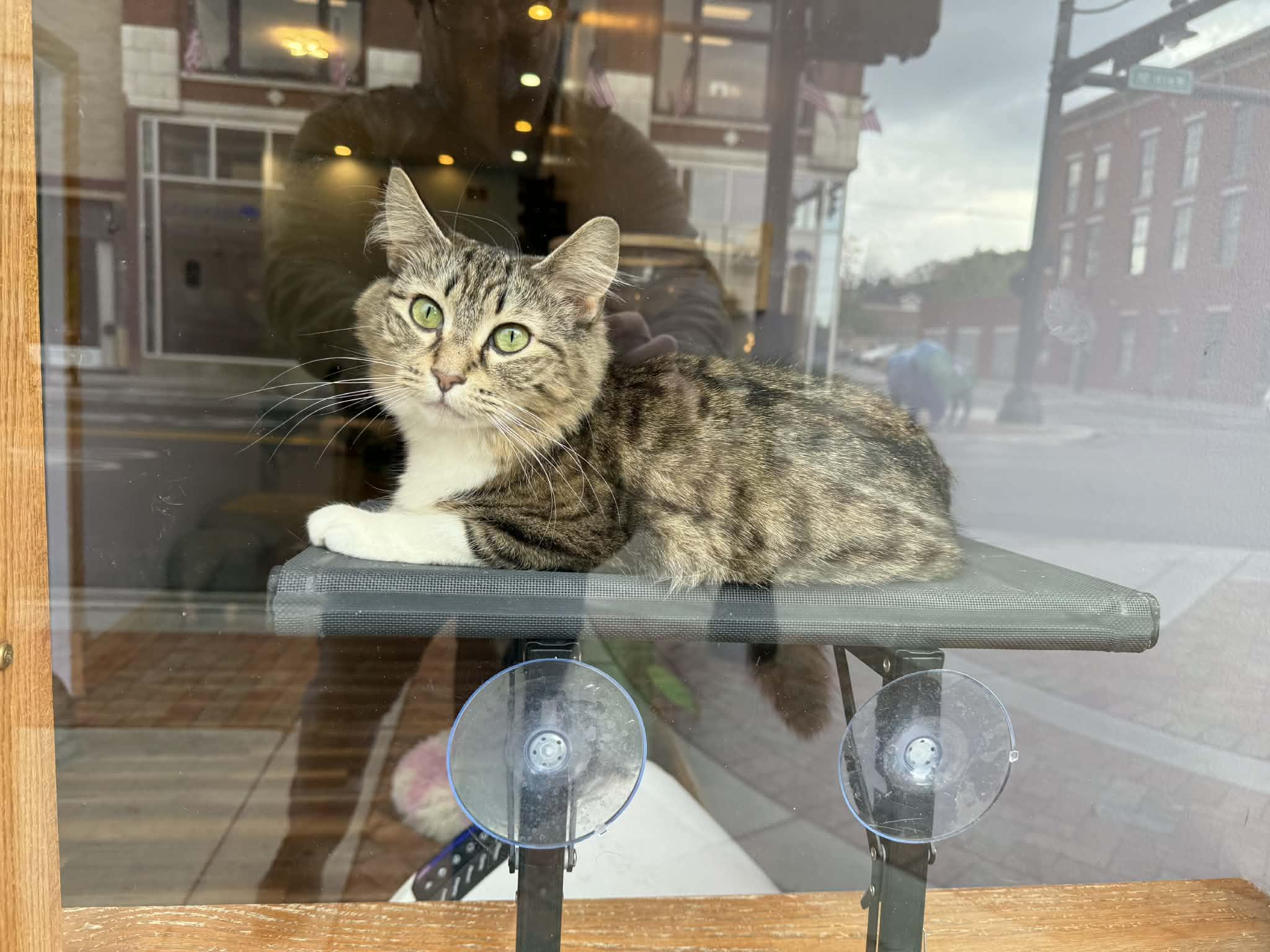 Darla (cat café) , a ADOPTABLE Domestic Medium Hair in West Lafayette, IN image 5/5