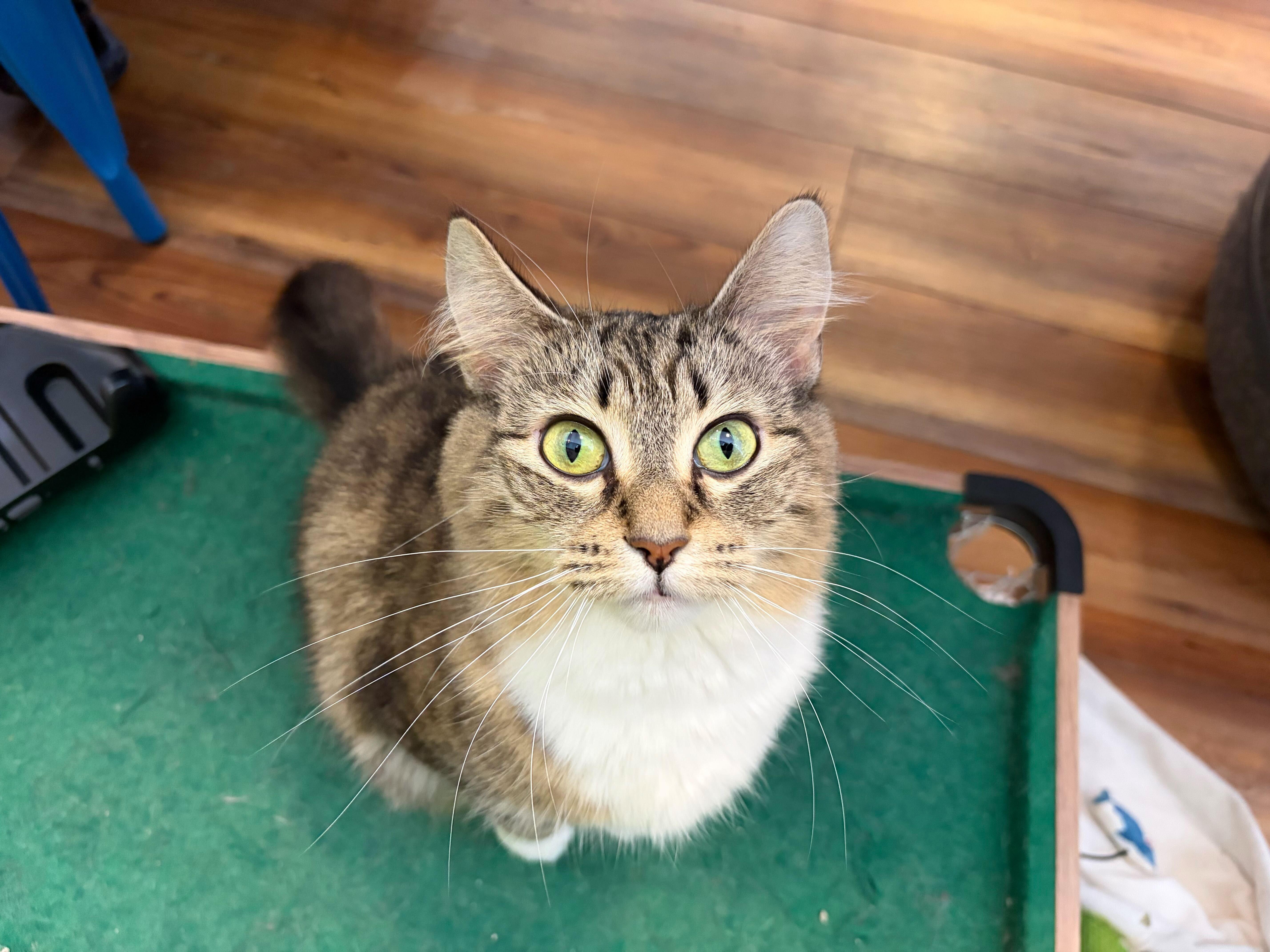 Darla (cat café) , ADOPTABLE, Young Female Domestic Medium Hair.
