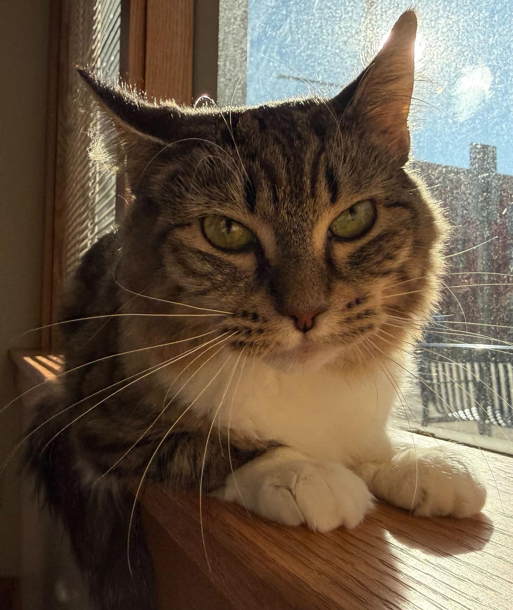 Enlarge Darla (cat café) , a ADOPTABLE Domestic Medium Hair in West Lafayette, IN image 2/6