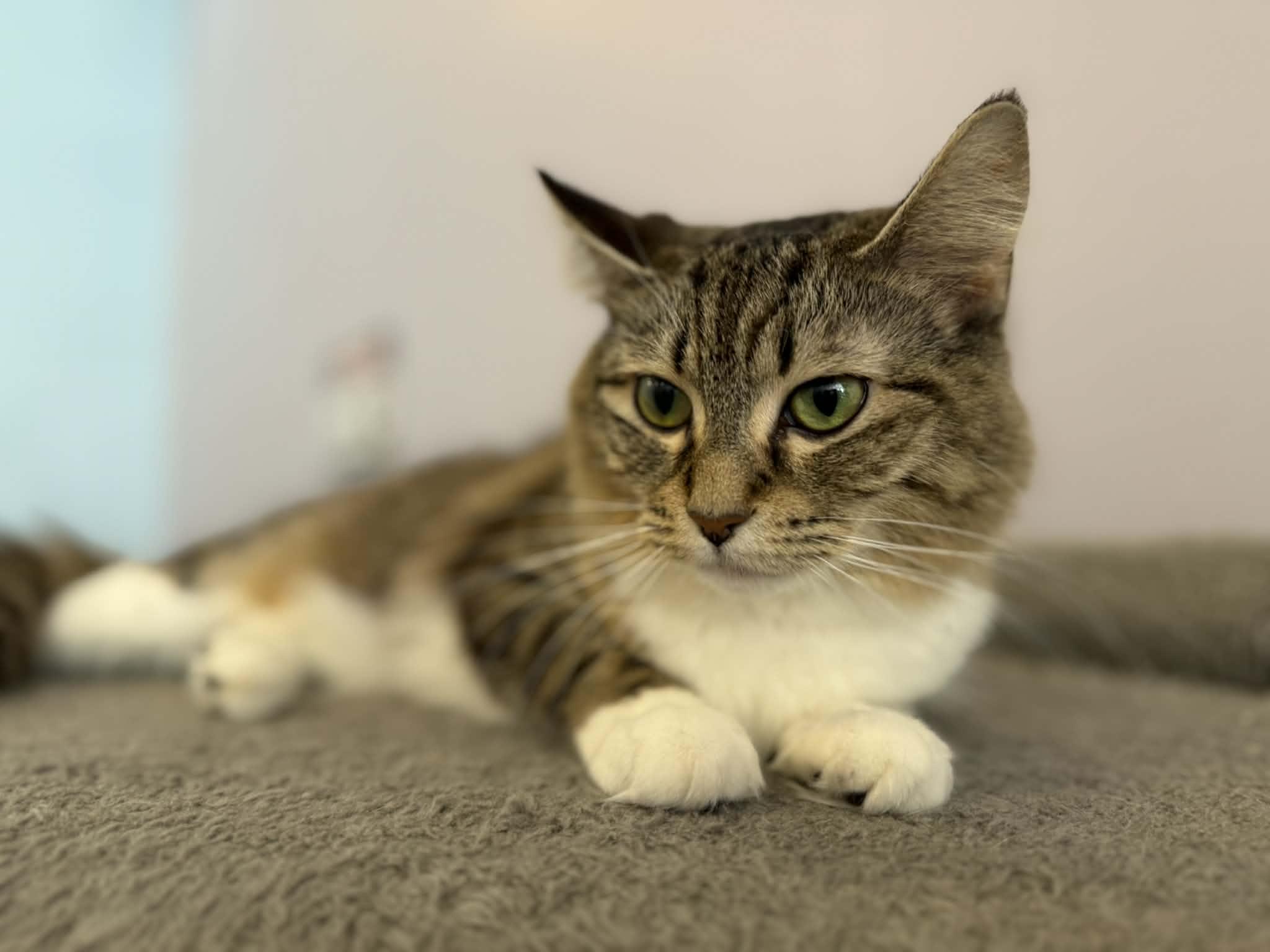 Darla (cat café) , ADOPTABLE, Young Female Domestic Medium Hair.