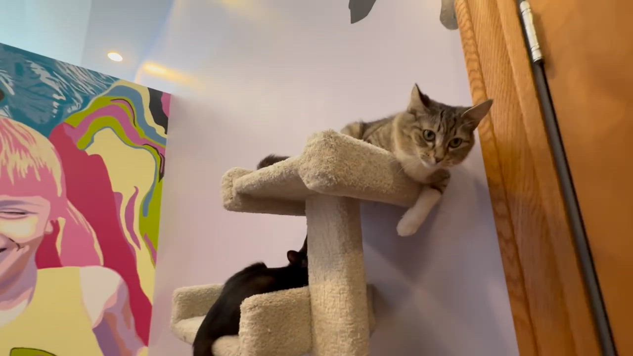 Enlarge Darla (cat café) , a ADOPTABLE Domestic Medium Hair in West Lafayette, IN video 6/6
