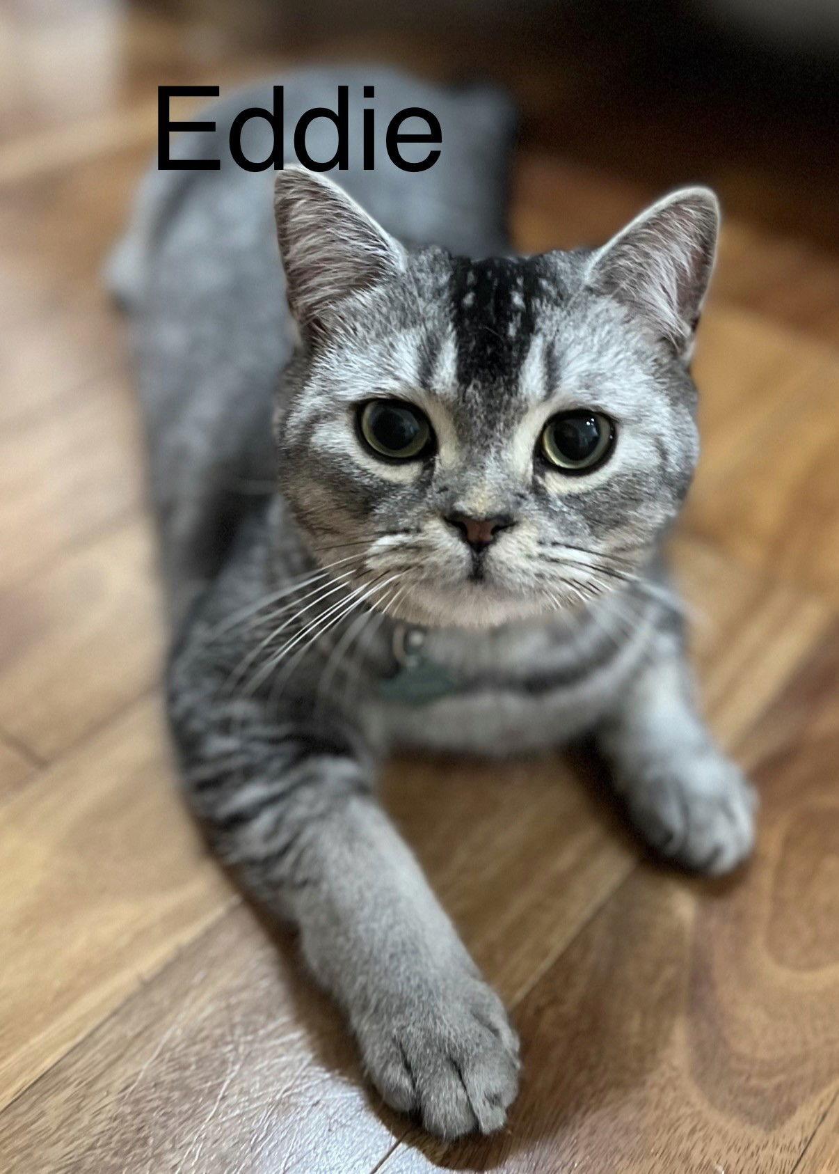 Eddie, a Adoptable British Shorthair in Oakland Park, FL image 1/3