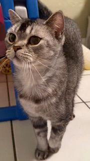 Eddie, a Adoptable British Shorthair in Oakland Park, FL image 2/3