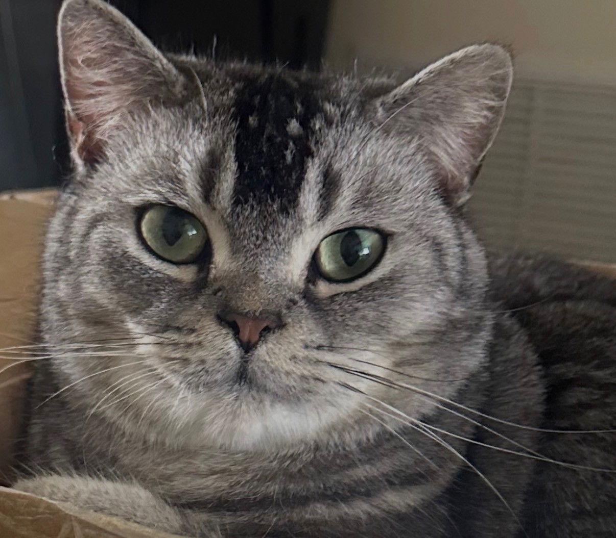 Eddie, a Adoptable British Shorthair in Oakland Park, FL image 3/3