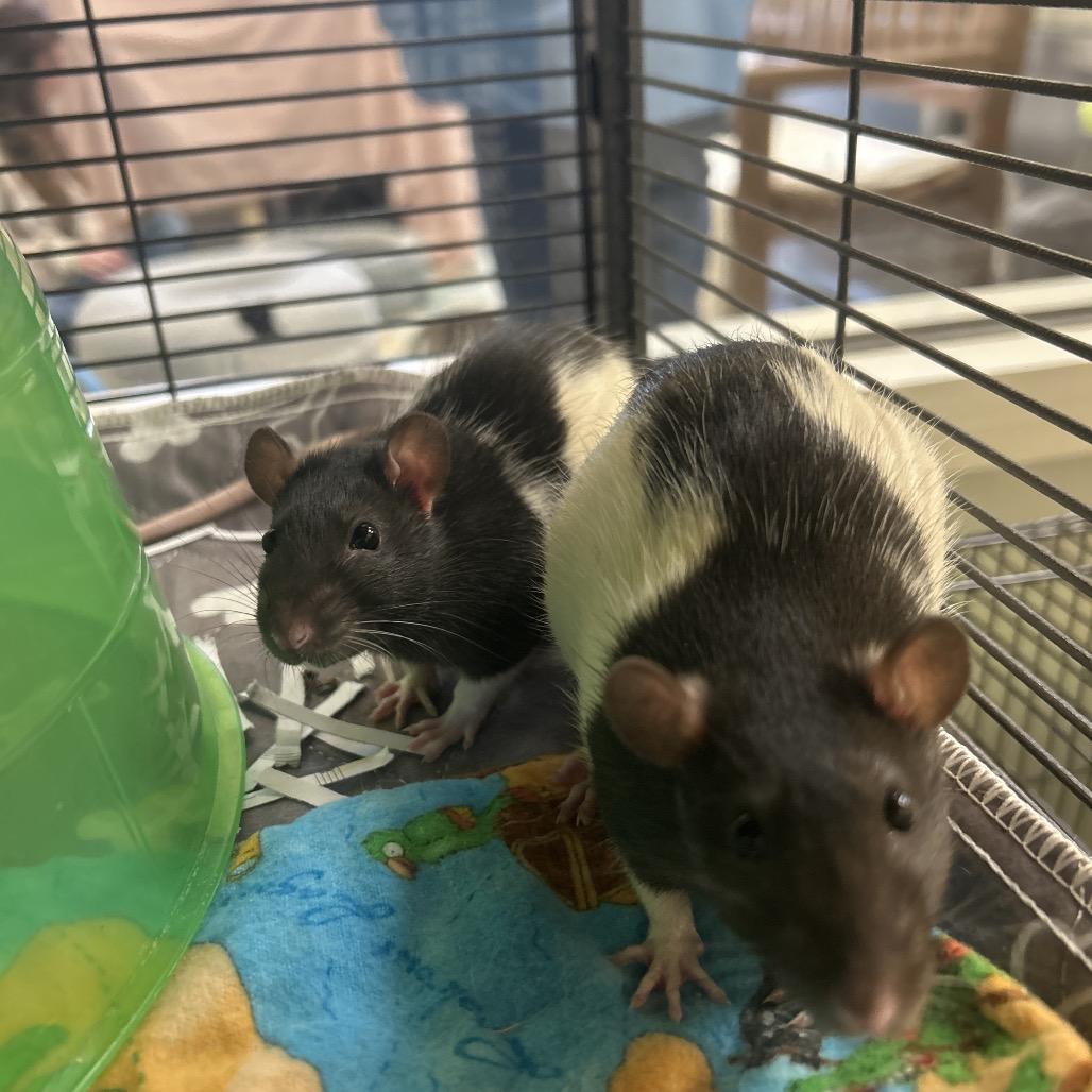 Niel, Adoptable, Baby Male Rat.