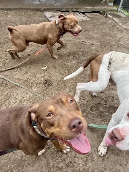 Ivy, Adoptable, Adult Female Labrador Retriever & Mixed Breed.